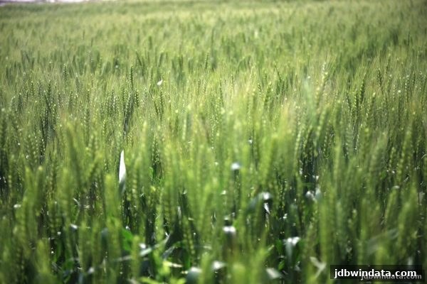 jdb电子超级大奖新用户返利方案深度解析与合规指南
